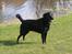 Labrador retriever Viggo    R.I.P   6-1-2010 - har lige været i vandet.. jeg er nemlig en rigtig vandhund :0)