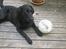 Labrador retriever Viggo    R.I.P   6-1-2010 - er der ikke nogen der vil spille fodbold med mig?!
