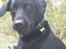 Labrador retriever Viggo    R.I.P   6-1-2010 - er jeg ikke nuttet...
