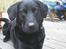 Labrador retriever Viggo    R.I.P   6-1-2010 -  kan jeg ikke bare se sød ud :0)