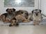 Border terrier Lutra´s Ursus - Fra venstre: Ursus, Mille, Rosie og gamle Coco!