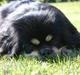 Tibetansk spaniel Sommerlyst´s Kham-Pa Zeus