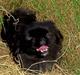 Pekingeser Borrings(Lulu)Sjuss den 4