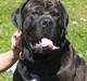 Cane corso Bonzo