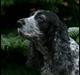 Cocker spaniel Antali' Ronja :b