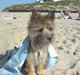 Cairn terrier Oscar