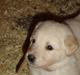 Blanding af racer Nala