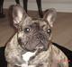 Fransk bulldog Tyson