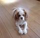 Cavalier king charles spaniel Cavallino´s Ginny