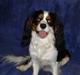 Cavalier king charles spaniel Bamse