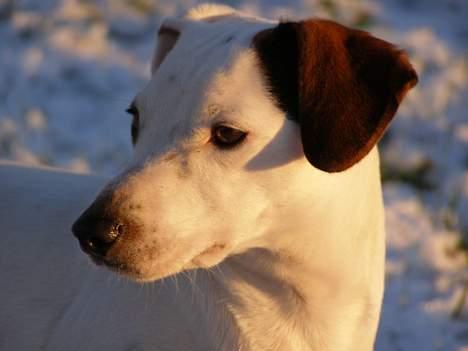 Dansk svensk gaardhund Fenja - smukke Fenja<3 billede 1