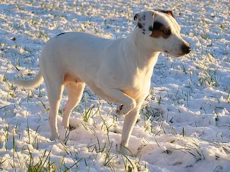 Dansk svensk gaardhund Fenja - "Hov, hvad var det?" billede 2