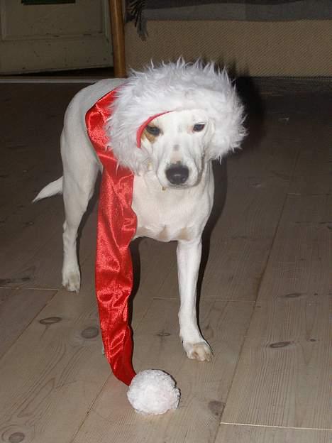 Dansk svensk gaardhund Fenja - jule-pølsen! julens stjerne;D billede 3