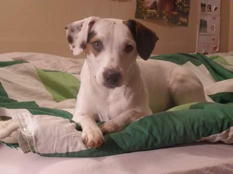 Dansk svensk gaardhund Fenja - uhh søde baby;) billede 4