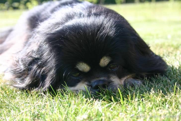 Tibetansk spaniel Sommerlyst´s Kham-Pa Zeus - Vidunderlige Zeus :-) billede 1