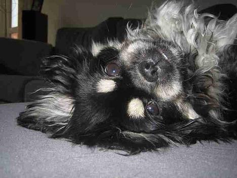 Tibetansk spaniel Sommerlyst´s Kham-Pa Zeus - Hej! billede 2