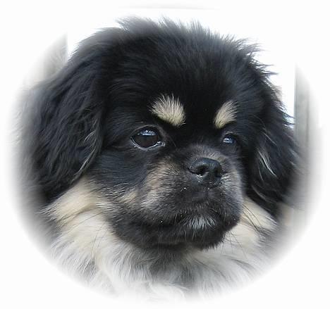 Tibetansk spaniel Sommerlyst´s Kham-Pa Zeus - Et dejligt profilbillede ;-) billede 3