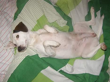 Dansk svensk gaardhund Fenja - frække pølse! billede 5