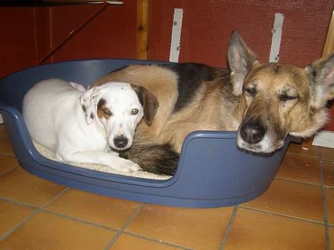 Dansk svensk gaardhund Fenja - hvem siger at man ikke kan være to i en kurv? billede 6