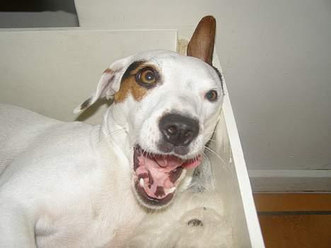 Dansk svensk gaardhund Fenja - nå man er nok lidt træt? billede 7