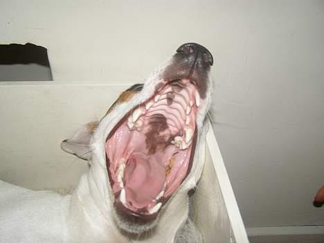 Dansk svensk gaardhund Fenja - GAAAAB!!!  billede 8