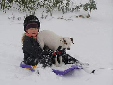 Dansk svensk gaardhund Fenja - jubii jeg for en tur i slæden efter den søde pony musse;) billede 9