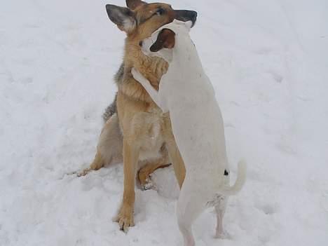 Dansk svensk gaardhund Fenja - koom nu Rikki vi skal lege! billede 10