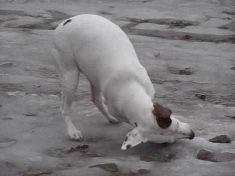 Dansk svensk gaardhund Fenja - namnam et lækkert ben! billede 12
