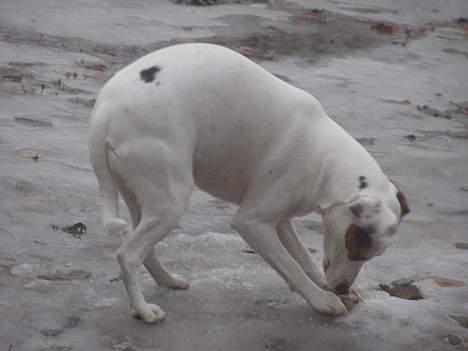 Dansk svensk gaardhund Fenja - uhh det er koldt men jeg vil ikke gå ind... tænk hvis nogen tog mit ben!!! billede 13