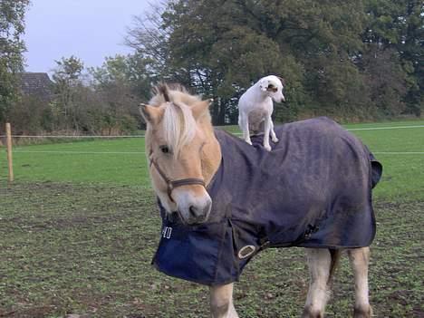 Dansk svensk gaardhund Fenja - uha! der er langt ned! men det er skægt! kooom nu frederik! gå nu lidt hurtiger!!! billede 14