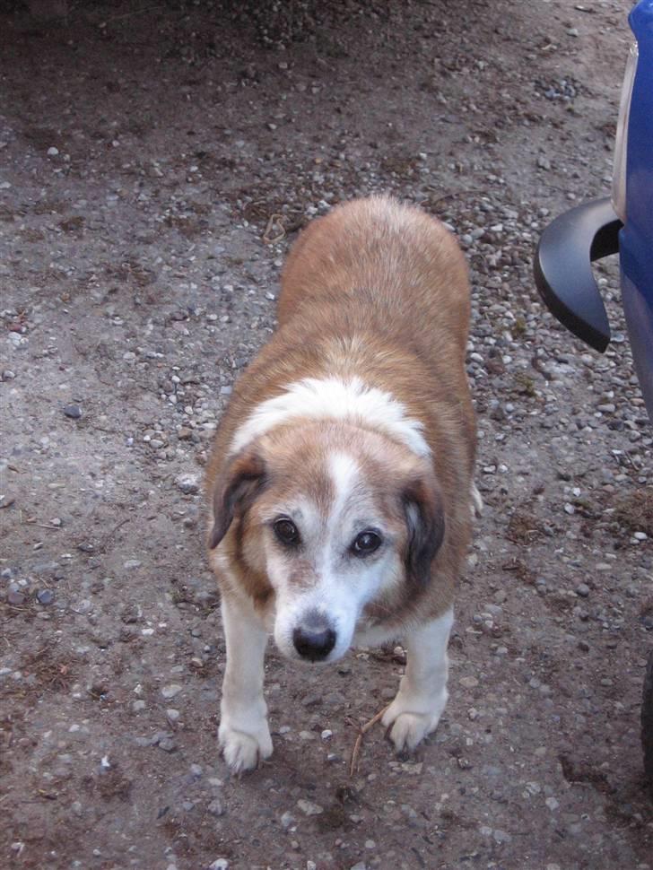 Blanding af racer Bobbi *død 27 April 07* - Hej mor... billede 5