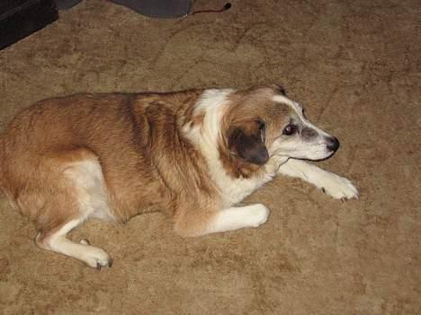 Blanding af racer Bobbi *død 27 April 07* billede 6