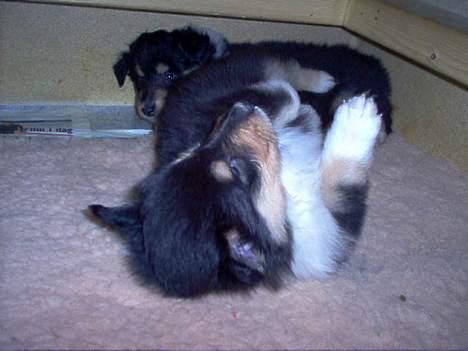 Collie langhåret Dandy - dandy´s dejlige datter "Andrea" billede 16