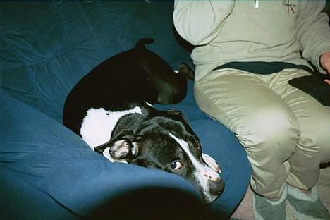 Amerikansk staffordshire terrier miss chicago - en lur i sofaen er nu det bedste sammen med mor billede 1