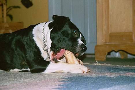 Amerikansk staffordshire terrier miss chicago - mums billede 2