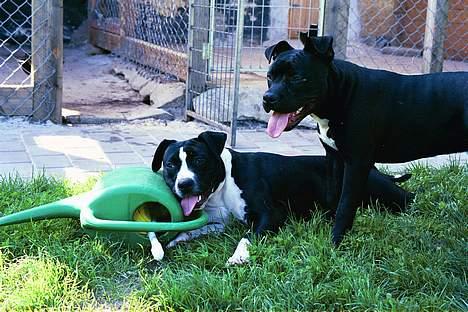 Amerikansk staffordshire terrier miss chicago - ja det så tøzen der lige får en slapper IGEN hunden ved siden af er vores gamle han hund I dag er hanhunden abaey i hunde himmel 21,4-12 (oktober 2011) billede 3