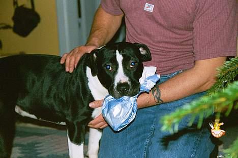Amerikansk staffordshire terrier miss chicago - hehe juleaften har jo fået gave af far billede 4