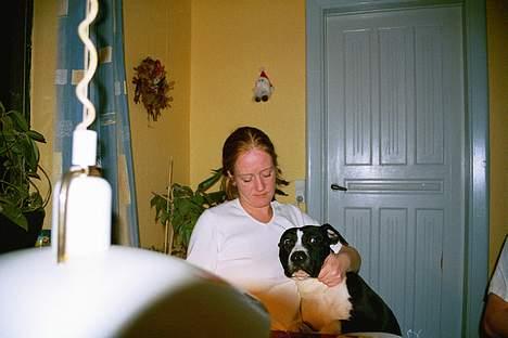 Amerikansk staffordshire terrier miss chicago - min mor ja som jeg skriver så er det min mors hund forstår i hehe :) billede 5