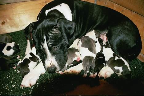 Amerikansk staffordshire terrier miss chicago - sammen med hendes første kuld hvalpe bliver igen engang i år billede 6