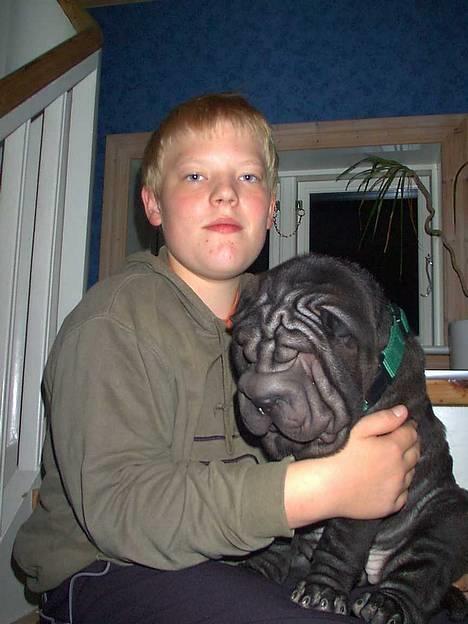 Shar pei Andrea - et barndomsminde (Andrea 12 uger) billede 1