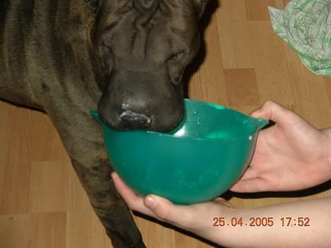 Shar pei Andrea - mmmmm jeg kan godt li flødeskum billede 2