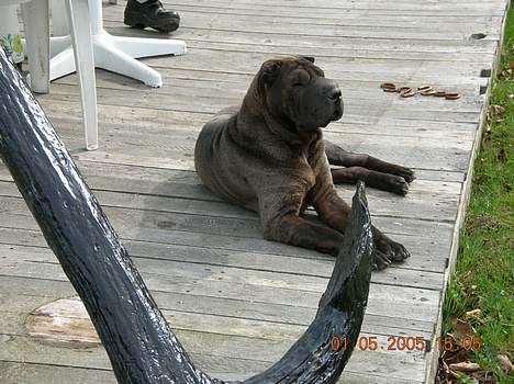 Shar pei Andrea - nyder solen på trrassen billede 3