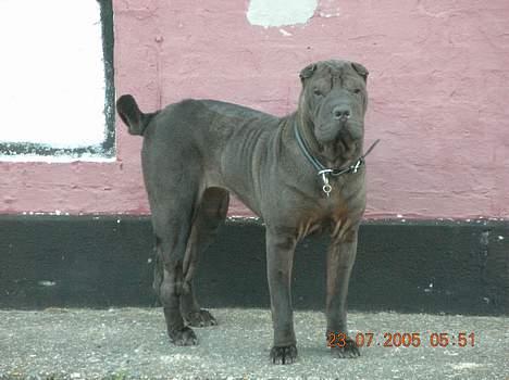 Shar pei Andrea - endnu et morgen foto billede 4