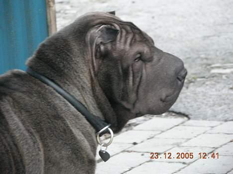 Shar pei Andrea - hvornår skal vi mon spise billede 5