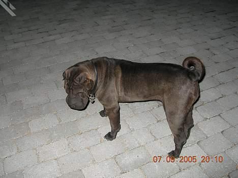 Shar pei Andrea - jaa myrer de er sjove billede 6