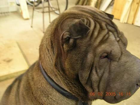 Shar pei Andrea - det var da tæt på billede 7