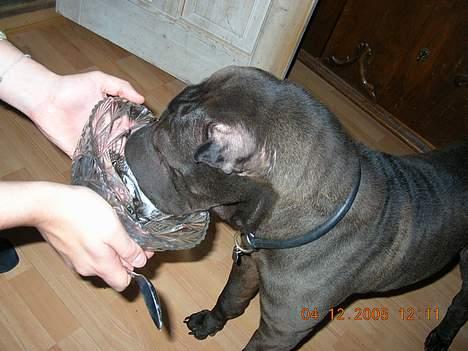 Shar pei Andrea - risengrød er sagen billede 8