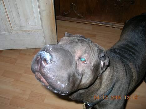 Shar pei Andrea - far jeg vil tørres billede 9