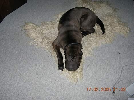 Shar pei Andrea - blødt og varmt billede 10
