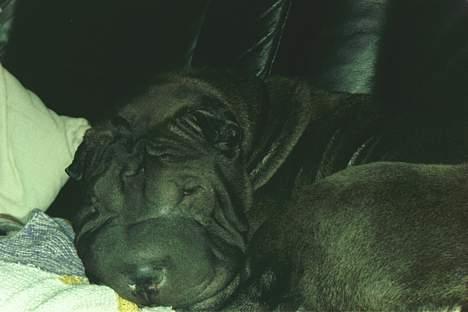 Shar pei Andrea - dejlig sofa  zzzzzz billede 11
